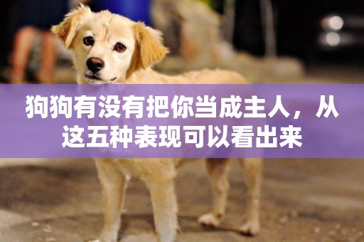 狗狗有沒有把你當成主人，從這五種表現可以看出來