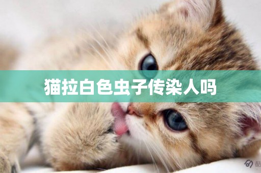 貓拉白色蟲子傳染人嗎
