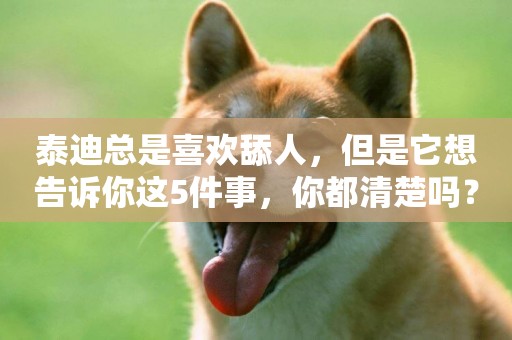 泰迪總是喜歡舔人，但是它想告訴你這5件事，你都清楚嗎？