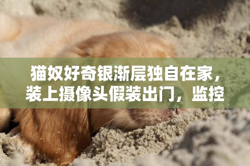 貓奴好奇銀漸層獨自在家，裝上攝像頭假裝出門，監控畫面讓人心酸