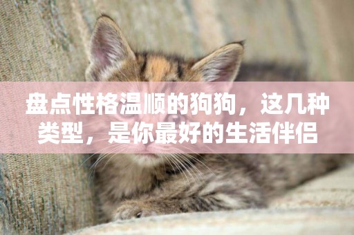 盤點性格溫順的狗狗，這幾種類型，是你最好的生活伴侶