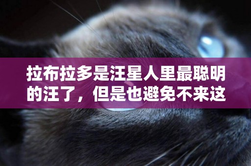 拉布拉多是汪星人里最聰明的汪了，但是也避免不來這些性格缺陷！