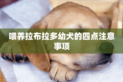 喂養拉布拉多幼犬的四點注意事項