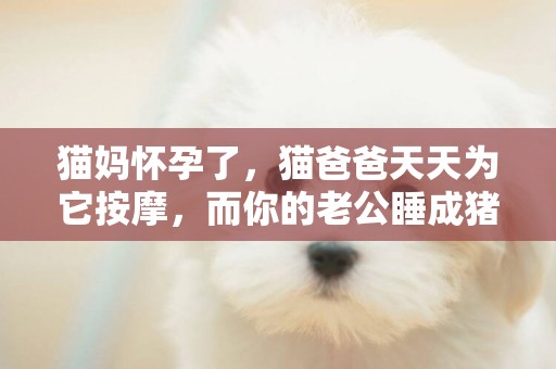 貓媽懷孕了，貓爸爸天天為它按摩，而你的老公睡成豬