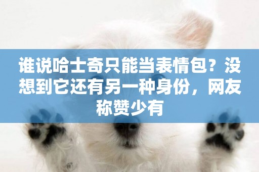 誰說哈士奇只能當表情包？沒想到它還有另一種身份，網友稱贊少有