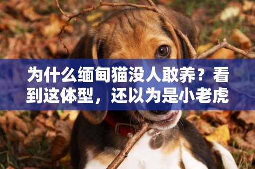 為什么緬甸貓沒人敢養？看到這體型，還以為是小老虎