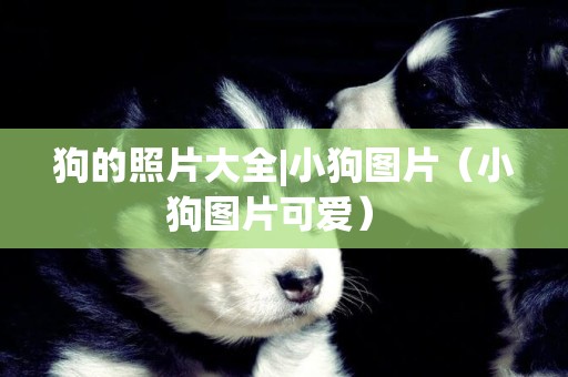 狗的照片大全|小狗圖片（小狗圖片可愛） 