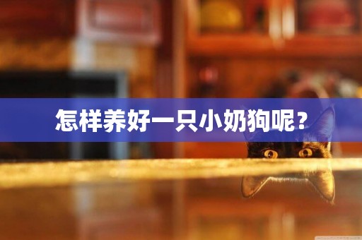 怎樣養好一只小奶狗呢？