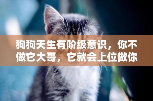 狗狗天生有階級意識，你不做它大哥，它就會上位做你大哥