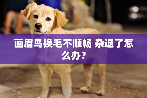 畫眉鳥換毛不順暢 雜退了怎么辦？