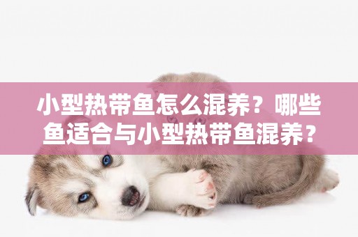 小型熱帶魚怎么混養？哪些魚適合與小型熱帶魚混養？