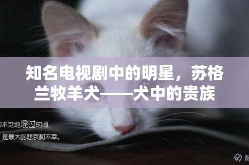 知名電視劇中的明星，蘇格蘭牧羊犬——犬中的貴族