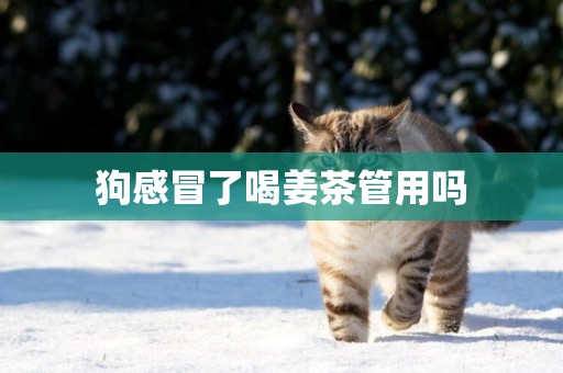 狗感冒了喝姜茶管用嗎