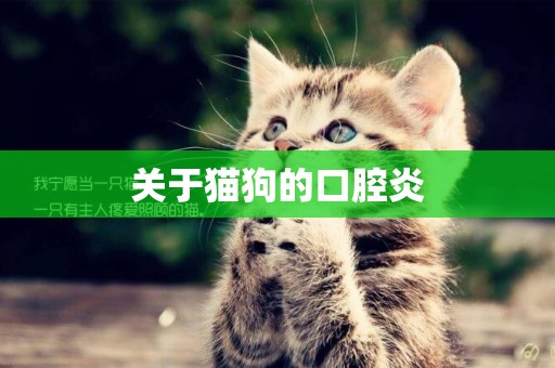 關于貓狗的口腔炎