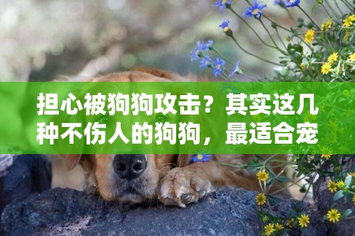 擔心被狗狗攻擊？其實這幾種不傷人的狗狗，最適合寵主家里飼養