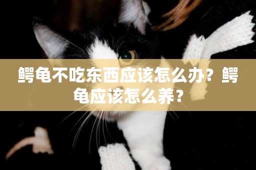 鱷龜不吃東西應該怎么辦？鱷龜應該怎么養？