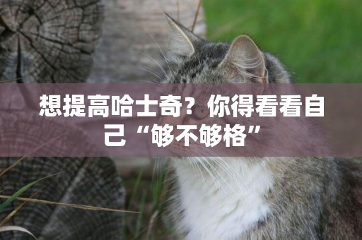 想提高哈士奇？你得看看自己“夠不夠格”