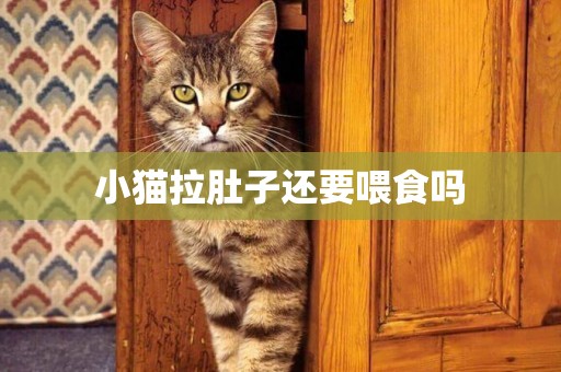 小貓拉肚子還要喂食嗎