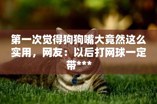 第一次覺得狗狗嘴大竟然這么實用，網友：以后打網球一定帶***