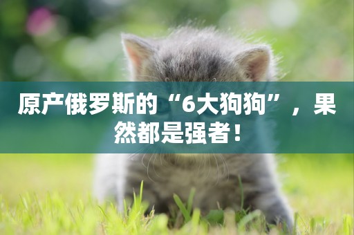 原產俄羅斯的“6大狗狗”，果然都是強者！