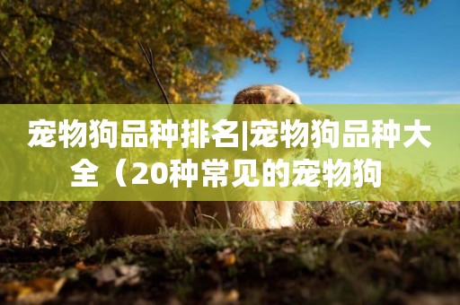 寵物狗品種排名|寵物狗品種大全（20種常見的寵物狗 