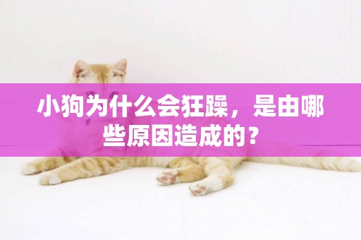 小狗為什么會狂躁，是由哪些原因造成的？