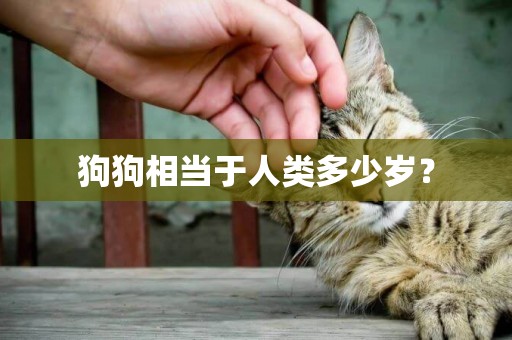 狗狗相當于人類多少歲？