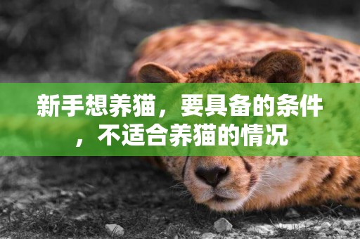新手想養貓，要具備的條件，不適合養貓的情況