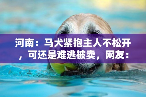 河南：馬犬緊抱主人不松開，可還是難逃被賣，網友：可憐一條好狗
