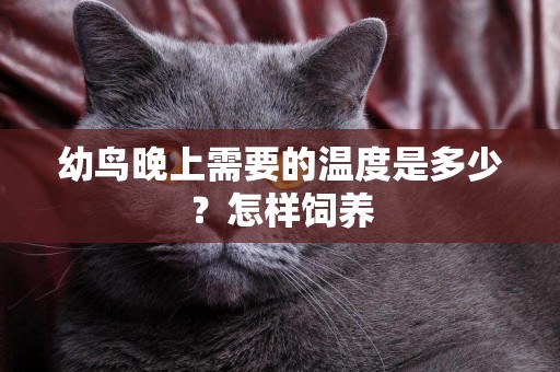 幼鳥晚上需要的溫度是多少？怎樣飼養
