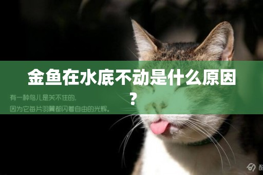 金魚在水底不動是什么原因？