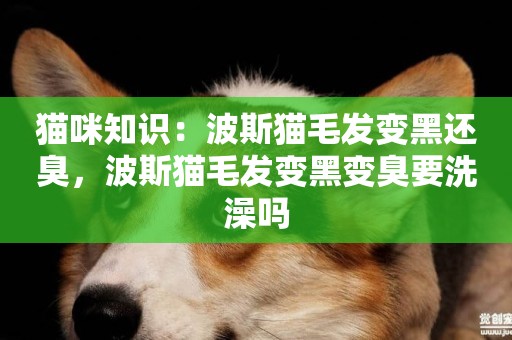 貓咪知識：波斯貓毛發變黑還臭，波斯貓毛發變黑變臭要洗澡嗎