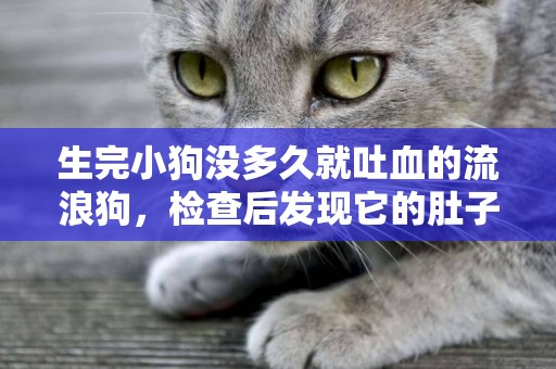 生完小狗沒多久就吐血的流浪狗，檢查后發現它的肚子竟有很多石頭