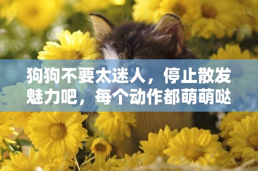 狗狗不要太迷人，停止散發魅力吧，每個動作都萌萌噠