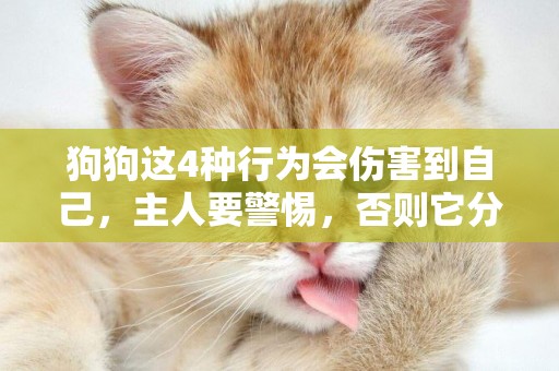 狗狗這4種行為會傷害到自己，主人要警惕，否則它分分鐘會出事