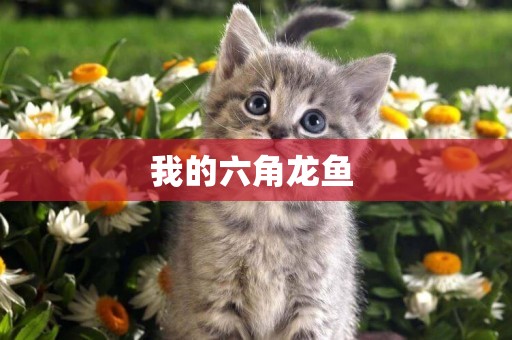 我的六角龍魚 