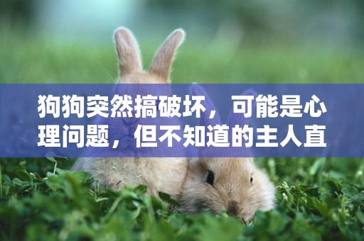 狗狗突然搞破壞，可能是心理問題，但不知道的主人直接棄養
