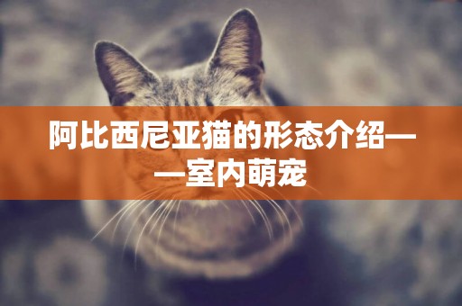阿比西尼亞貓的形態介紹——室內萌寵