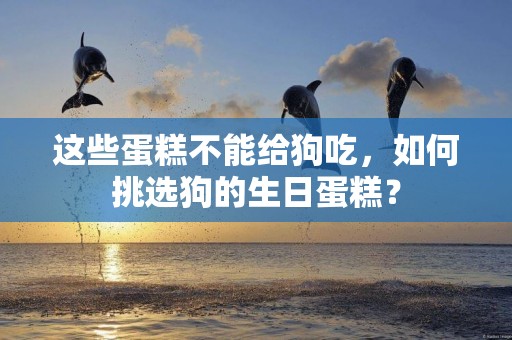 這些蛋糕不能給狗吃，如何挑選狗的生日蛋糕？