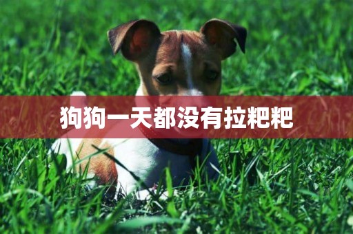 狗狗一天都沒有拉粑粑