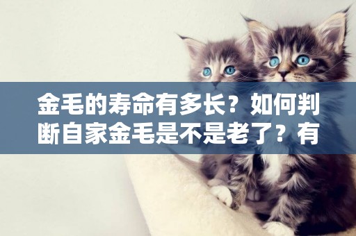 金毛的壽命有多長？如何判斷自家金毛是不是老了？有哪些方法？
