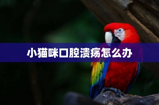 小貓咪口腔潰瘍怎么辦