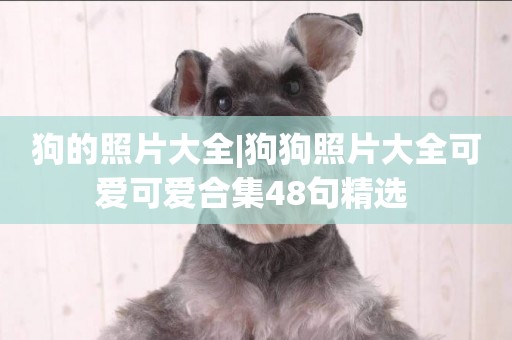 狗的照片大全|狗狗照片大全可愛可愛合集48句精選 
