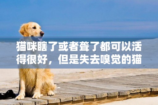 貓咪瞎了或者聾了都可以活得很好，但是失去嗅覺的貓，必死無疑