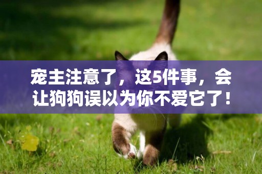 寵主注意了，這5件事，會讓狗狗誤以為你不愛它了！