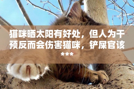 貓咪曬太陽有好處，但人為干預反而會傷害貓咪，鏟屎官該***