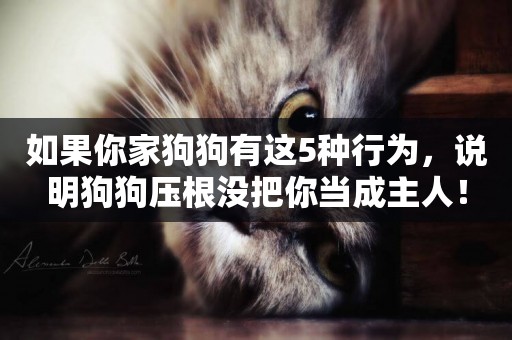 如果你家狗狗有這5種行為，說明狗狗壓根沒把你當成主人！