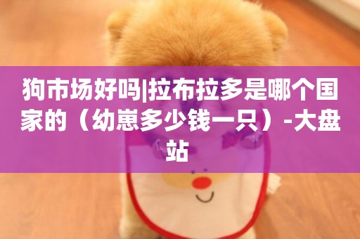 狗市場好嗎|拉布拉多是哪個國家的（幼崽多少錢一只）-大盤站 