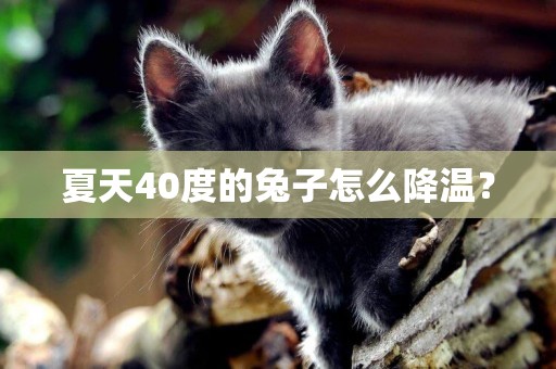 夏天40度的兔子怎么降溫？