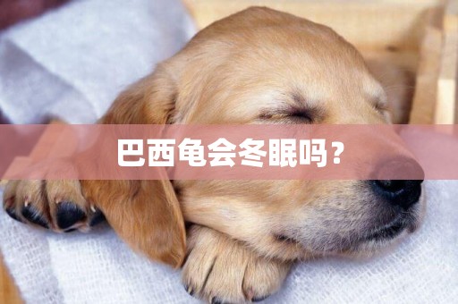 巴西龜會冬眠嗎？